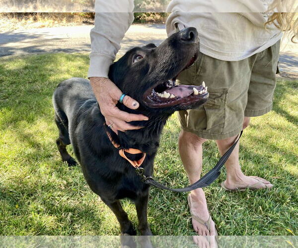 Medium Photo #3 Labrador Retriever-Unknown Mix Puppy For Sale in Clovis, CA, USA