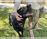 Small #2 Labrador Retriever Mix