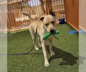 Labrador Retriever-Unknown Mix Dogs for adoption in Las Vegas, NV, USA