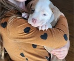 Small Photo #5 American Bully Puppy For Sale in GETTYSBURG, PA, USA