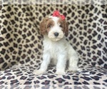 Small #5 Cavapoo