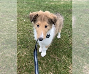 Collie Puppy for sale in IRON MOUNTAIN, MI, USA