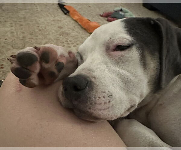 Medium Photo #4 American Pit Bull Terrier-Unknown Mix Puppy For Sale in Cary, NC, USA
