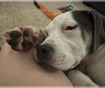 Small #3 American Pit Bull Terrier Mix