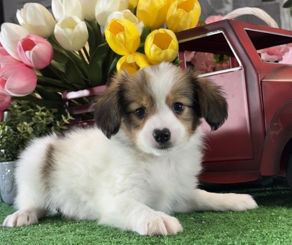 Medium Photo #3 Papillon Puppy For Sale in CANOGA, NY, USA
