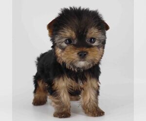 Yorkshire Terrier Puppy for sale in LOS ANGELES, CA, USA