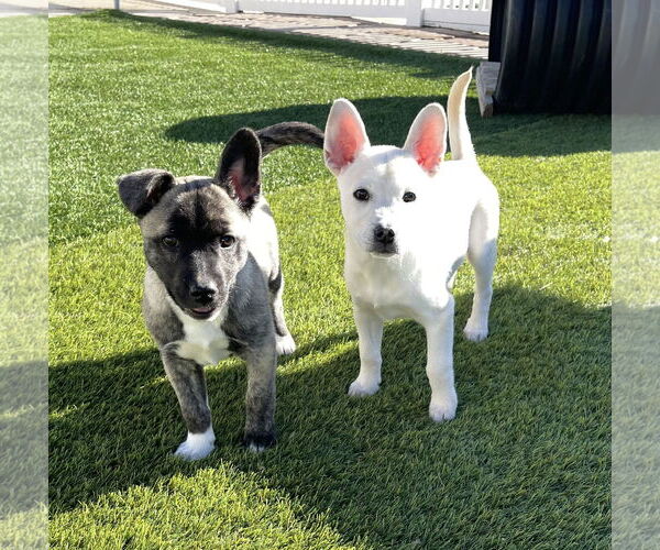 Medium Photo #20 Siberian Husky-Unknown Mix Puppy For Sale in La Verne, CA, USA