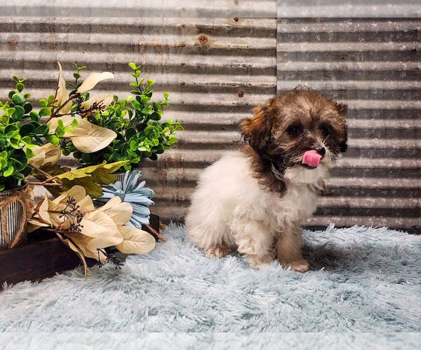 Medium Photo #10 Havapoo Puppy For Sale in CAPAC, MI, USA