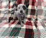 Puppy Puppy 7 Australian Cattle Dog