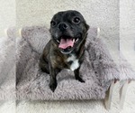 Small #3 French Bullhuahua