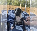 Puppy Kimber Great Dane