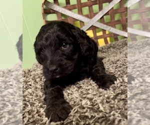 Labradoodle Puppy for sale in MIDDLESEX, NC, USA