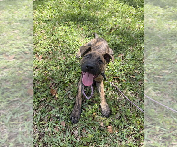 Medium Photo #8 Mutt Puppy For Sale in Imlay City, MI, USA