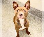Small #1 American Pit Bull Terrier