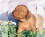 Small Photo #8 Vizsla Puppy For Sale in SANDIA, TX, USA
