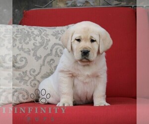 Labrador Retriever Puppy for sale in GORDONVILLE, PA, USA