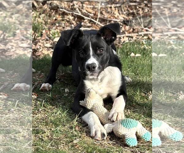 Medium Photo #10 Border Collie-Unknown Mix Puppy For Sale in Spring Lake, NJ, USA