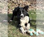 Small #9 Border Collie Mix