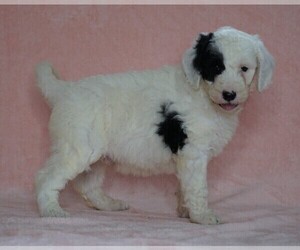 Poodle (Standard)-Shepadoodle Mix Puppy for sale in FREDERICKSBG, OH, USA