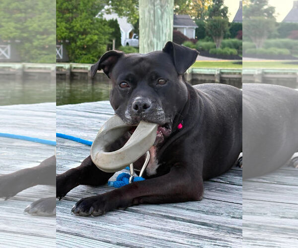 Medium Photo #1 Mutt Puppy For Sale in Rockville, MD, USA