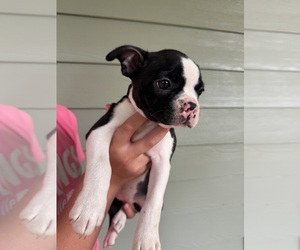 Boston Terrier Puppy for sale in VALDOSTA, GA, USA