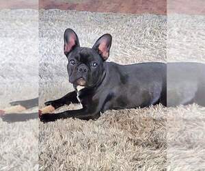 French Bulldog Puppy for sale in WINSTON, OR, USA