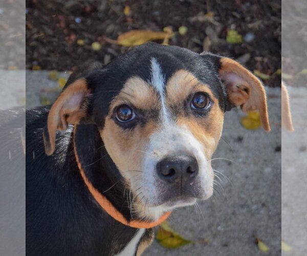 Medium Photo #1 Shepweiller Puppy For Sale in Huntley, IL, USA