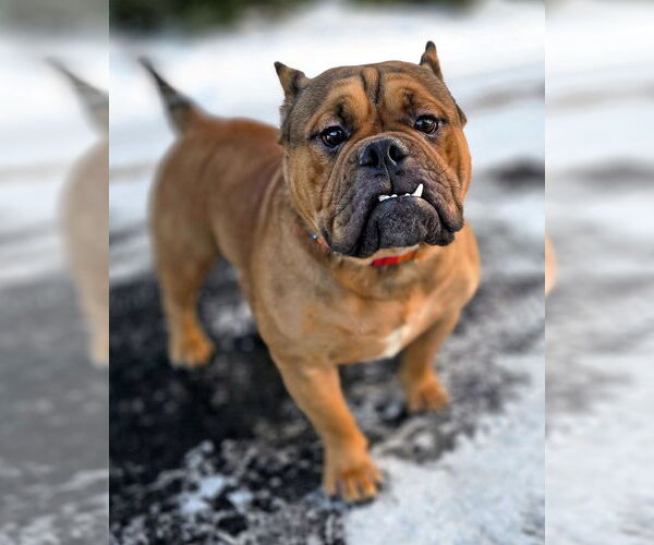 Medium Photo #4 Bulldog Puppy For Sale in Westminster, MA, USA