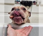 Small #2 Bulldog Mix