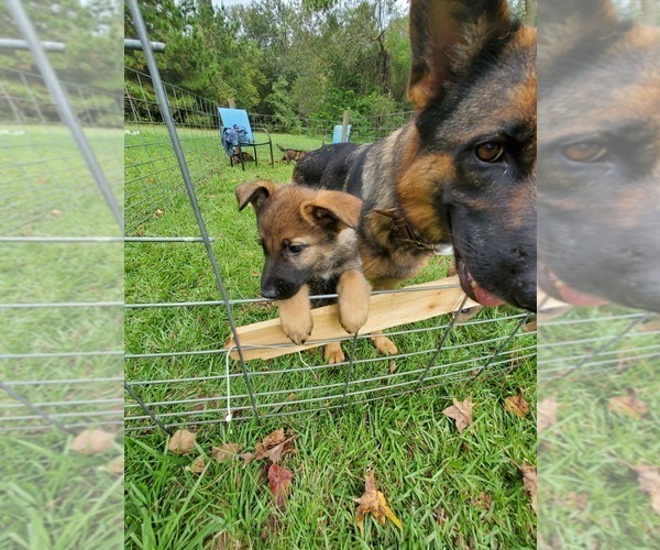 Medium Photo #5 German Shepherd Dog Puppy For Sale in PORTER, TX, USA