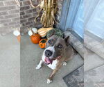 Small #4 American Pit Bull Terrier Mix