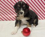 Small Photo #2 Australian Shepherd Puppy For Sale in OLD LYME, CT, USA