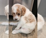 Small Photo #12 Goldendoodle Puppy For Sale in KANSAS CITY, MO, USA