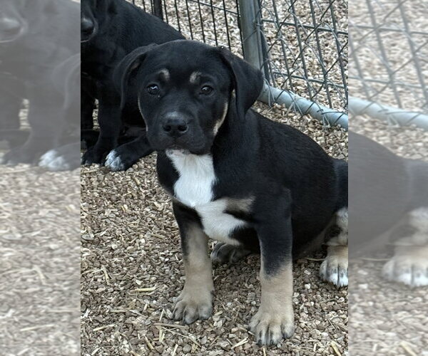 Medium Photo #3 Boxador Puppy For Sale in Bolivar, MO, USA