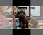Small Photo #17 Labrador Retriever Puppy For Sale in BRADLEYVILLE, MO, USA