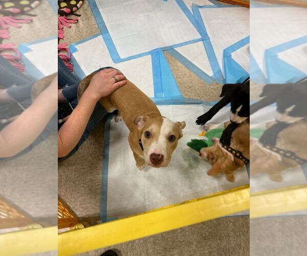 Medium Photo #4 Mutt Puppy For Sale in Wenonah, NJ, USA