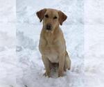 Small #8 Labrador Retriever