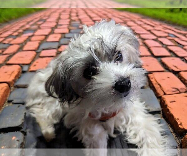 Medium Photo #4 Maltipoo Puppy For Sale in Redmond, WA, USA