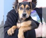 Small #1 Mutt