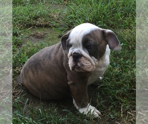 Bulldog Puppy for sale in NEOSHO, MO, USA