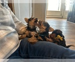 Small Photo #21 Yorkshire Terrier Puppy For Sale in WOODSTOCK, CT, USA