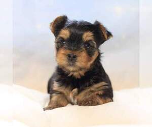 Medium Yorkshire Terrier