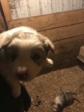 Medium Photo #7 Border Collie Puppy For Sale in JEFFERSON, OH, USA