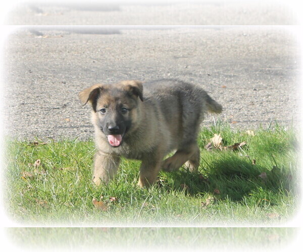 Medium Photo #1 German Shepherd Dog Puppy For Sale in DOWAGIAC, MI, USA