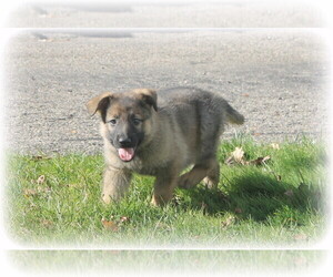 German Shepherd Dog Puppy for sale in DOWAGIAC, MI, USA