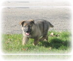 Small Photo #1 German Shepherd Dog Puppy For Sale in DOWAGIAC, MI, USA