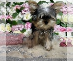 Small Photo #16 Yorkshire Terrier Puppy For Sale in HAYWARD, CA, USA