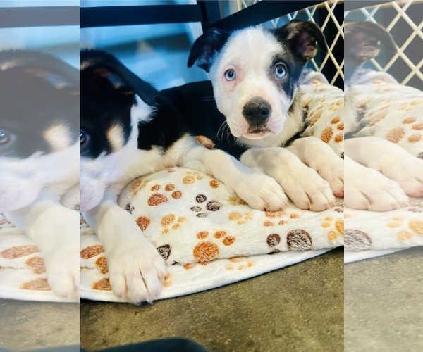 Medium Photo #3 Labsky Puppy For Sale in Mechanicsburg, PA, USA