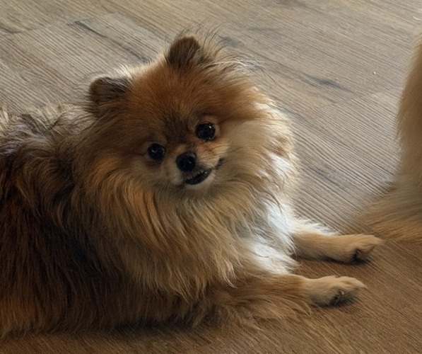 Medium Photo #1 Pomeranian Puppy For Sale in HUBERT, NC, USA