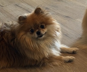 Pomeranian Puppy for sale in HUBERT, NC, USA